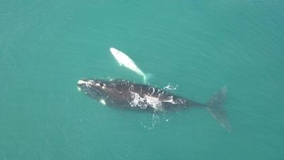 Rare white whale a 'brindle' animal
