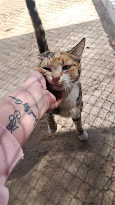 Adopt a forever pet