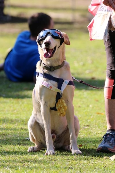 Vetcare hosts third annual charity fun run 'The Cat Walk’ to support animals in need 