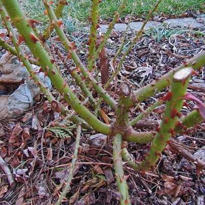 Maintaining your garden in winter