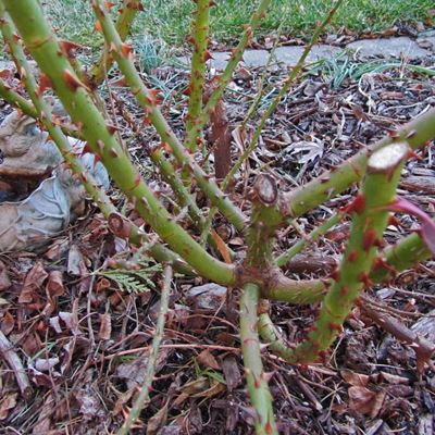 Maintaining your garden in winter