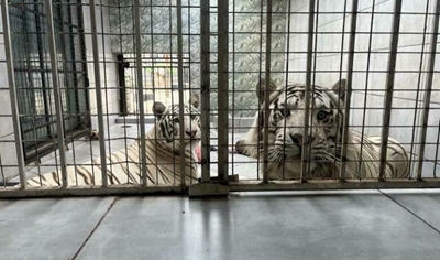 NSPCA frees tigers from concrete jungle