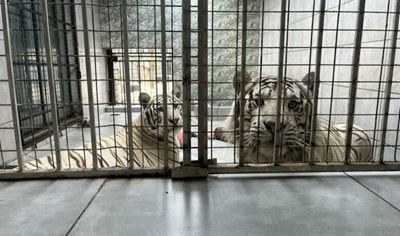 NSPCA frees tigers from concrete jungle