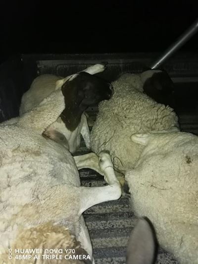 Twee vas na beweerde veediefstal