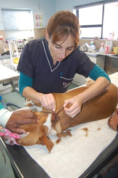 Don't injure your pet with tight objects around its neck