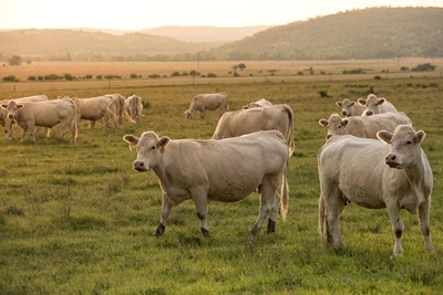 Seven secrets of success for small farmers