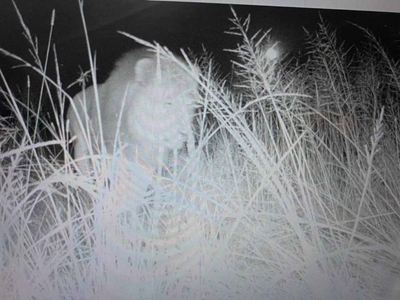 Lion on the loose outside Dundee in KZN
