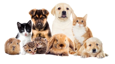 Street sale to benefit animals