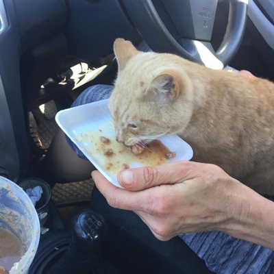 York High Animal Club needs your help