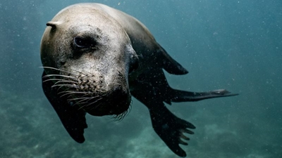 Reason for increase in seal attacks remains unclear says department