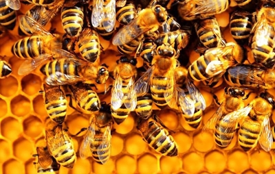 No bees in residential areas