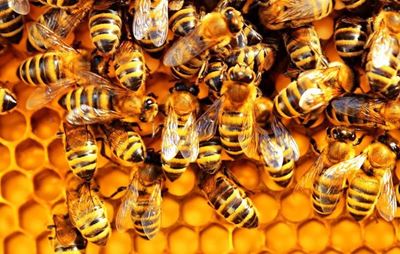 No bees in residential areas