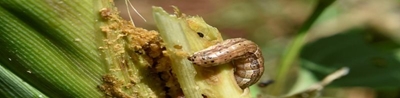 Early rainfall could lead to fall armyworm infestations