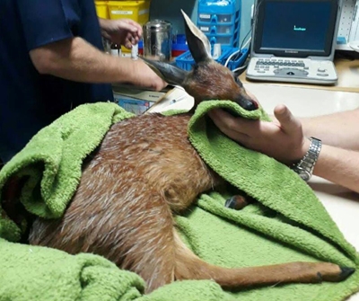 Dragtige bokkie gered na tref en trap