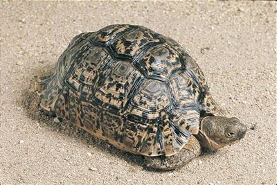 George tortoise poacher busted