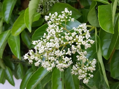 Alien invasive plants: Privet