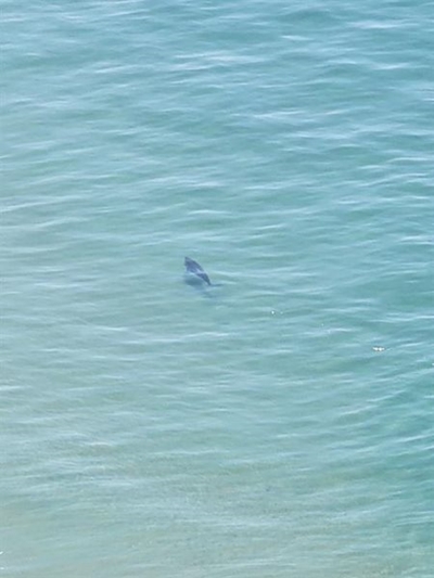 Rare Plett pygmy right whale sighting