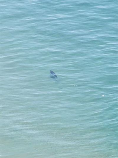 Rare Plett pygmy right whale sighting