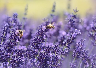 The value of pollinators for seed production