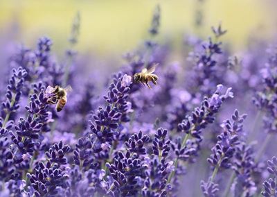 The value of pollinators for seed production