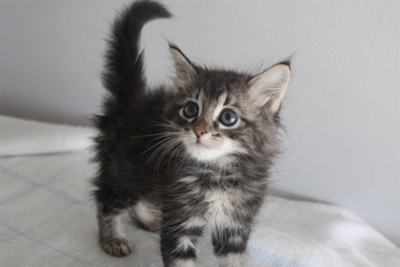 Adopt a pet before winter