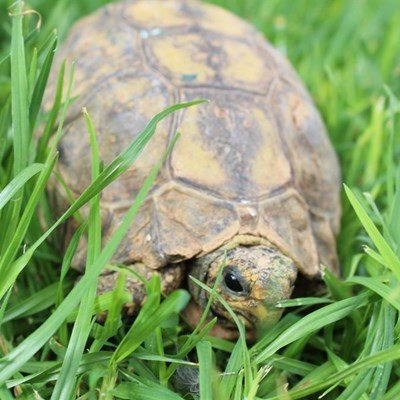 A look back at local pets