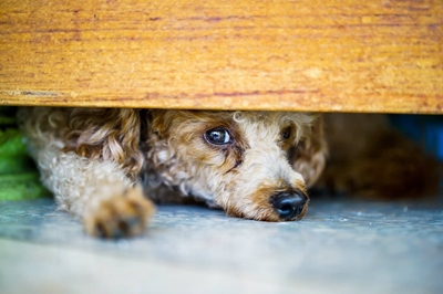 SPCA warns about fireworks