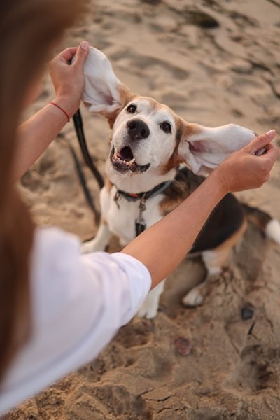  Dogs on beaches will cost us our Blue Flags
