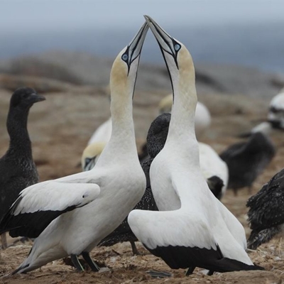 Come learn about gannets 