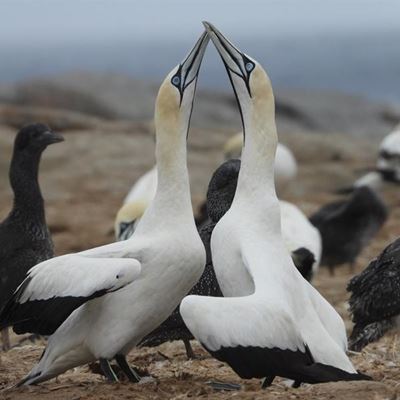 Come learn about gannets 