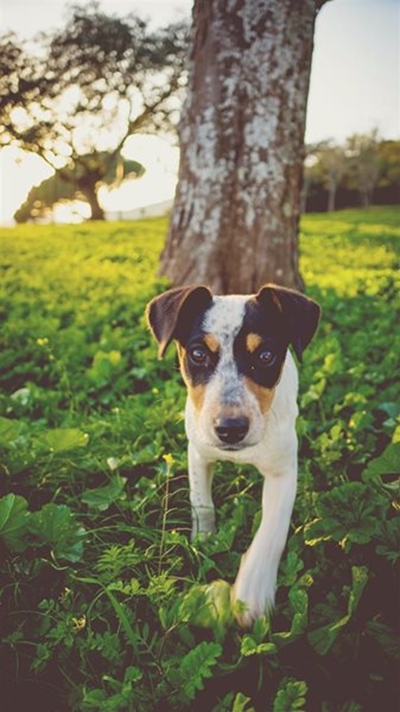 Simplifying worm, tick and flea protection for pets