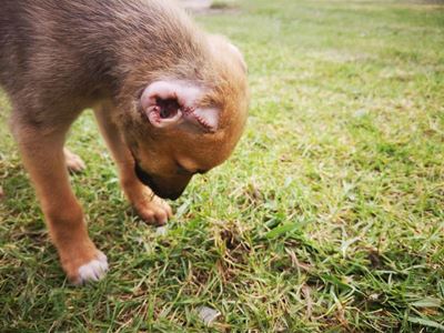 Case of animal cruelty opened for Ally