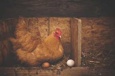 Load shedding’s devastating impact on SA’s poultry sector