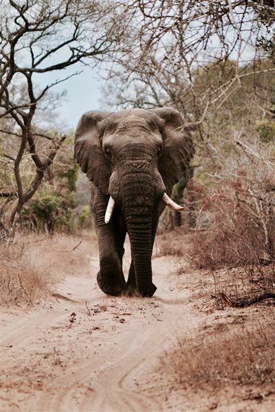 SA’s success story in elephant conservation