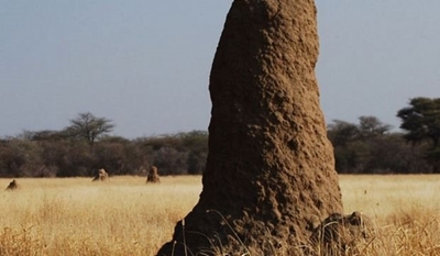 Termites and grazers: a complex, subtle relationship