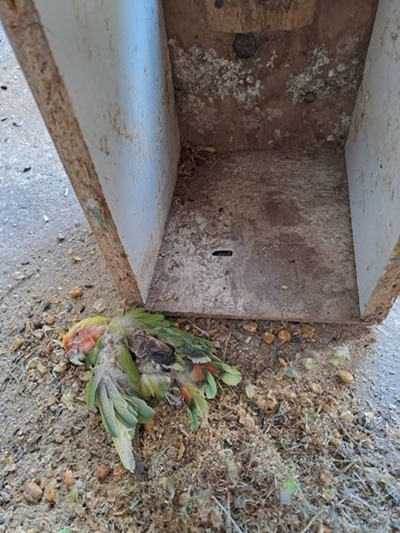 SPCA to lay criminal charges against Mossel Bay Municipality