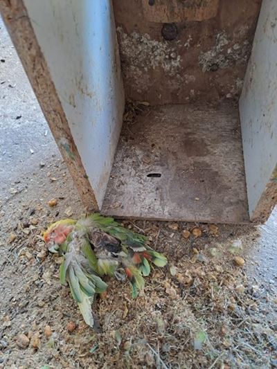 SPCA to lay criminal charges against Mossel Bay Municipality