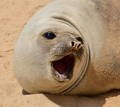 Southern elephant seal visits