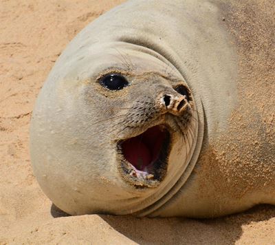 Southern elephant seal visits