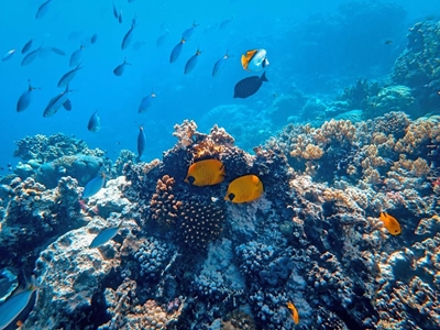 National Marine Week highlights the important role of oceans