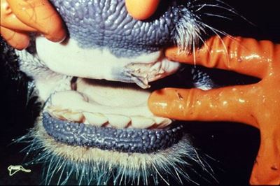 Foot and Mouth Disease: Farmers placed on high alert