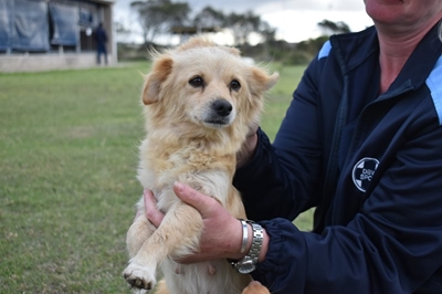SPCA Mossel Bay’s Waffles is ‘sunshine on four legs’