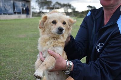 SPCA Mossel Bay’s Waffles is ‘sunshine on four legs’