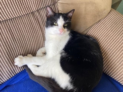 Adopt from the SPCA