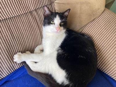 Adopt from the SPCA