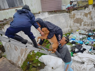 Firemen and SPCA save dogs from pits