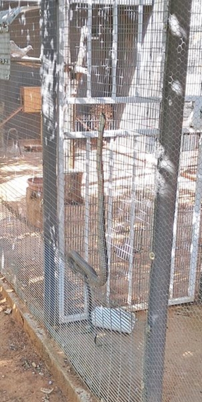 Glibberige boomslang kry nuwe huis