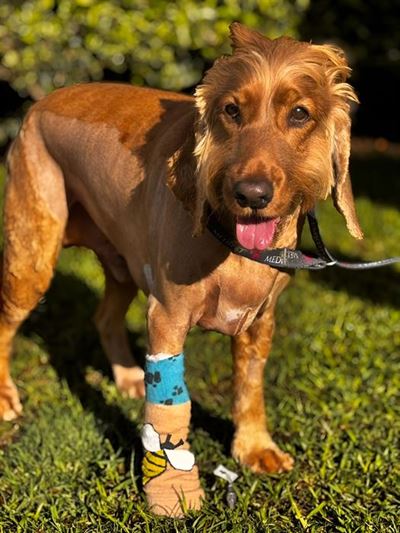 Sosatie steek byna ’n stokkie voor hond se lewe