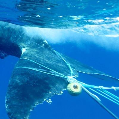 Vandals creating threat to marine life