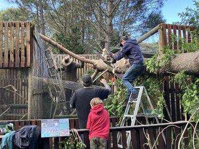 Double trouble at Raptor Rescue